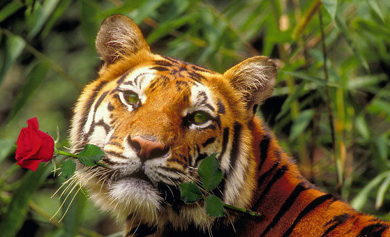 TIGR