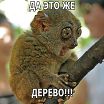 опа