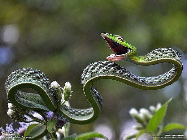 змей искуситель