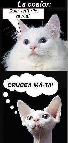 sd,mcv