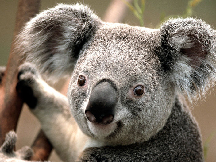 :)koala