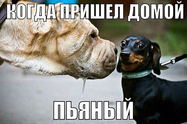 привет