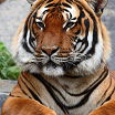 тигр
