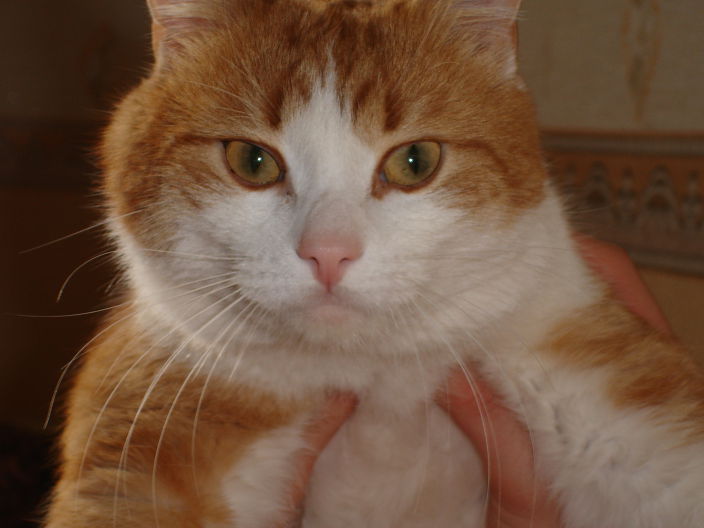 ну очень симпатичный