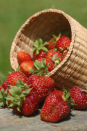 berries