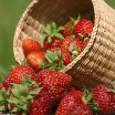 berries