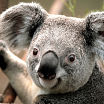 Альфа самец коала