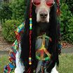 hippie dog
