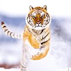 Like me