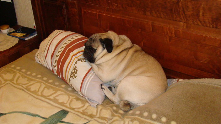 любимая игрушка