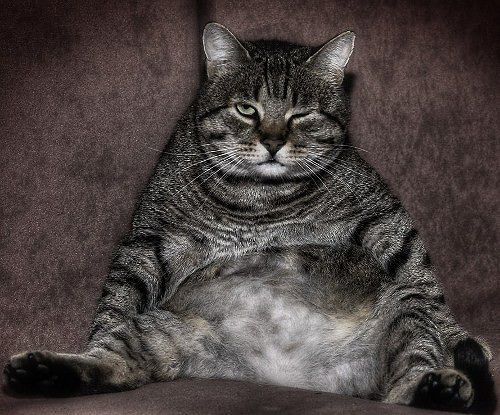 Котяра