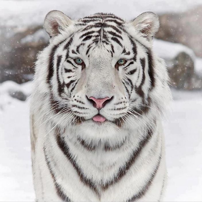 Grrrrrrrrrrrrrrrrrrrrrr