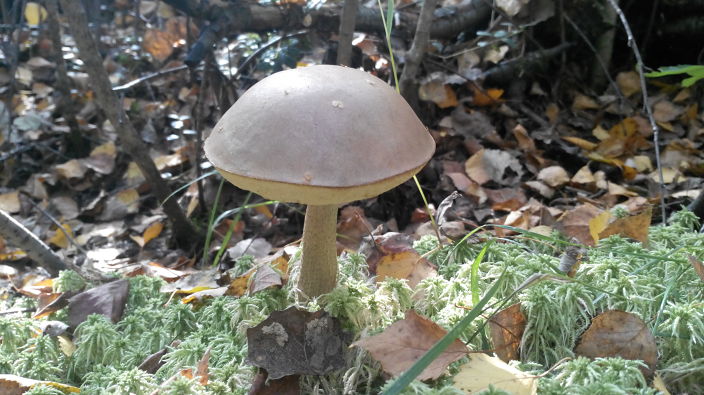 классный грибок