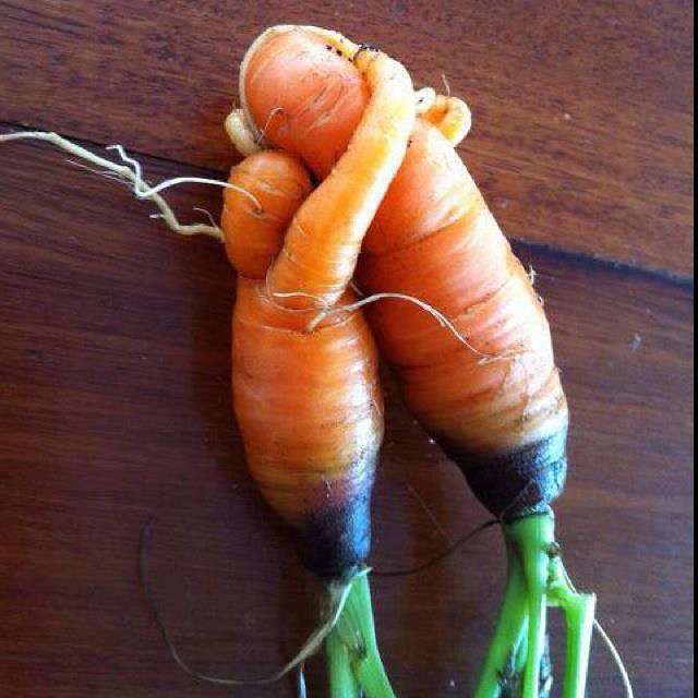 carrotlove