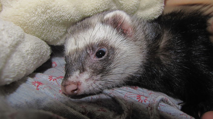 Визде пролезу