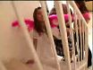 Youthful Oriental Starlets Give Double Throatjob